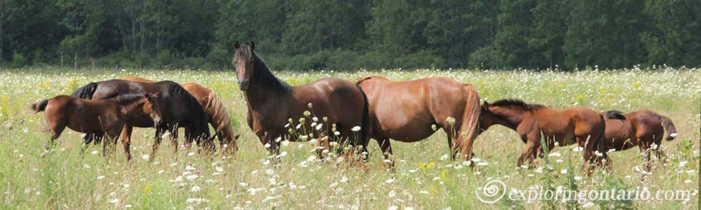 horses, prince edward county