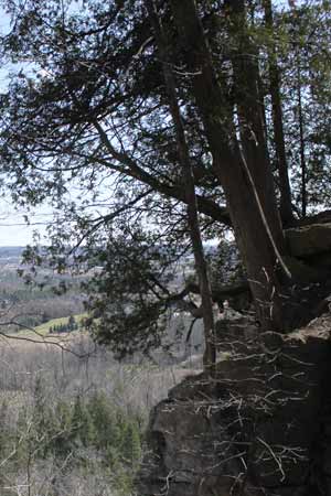 cedars at rattlesnake point